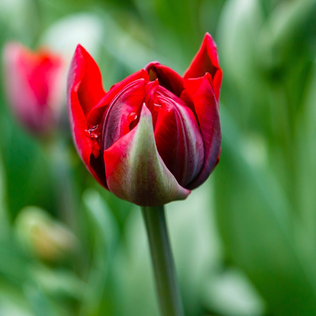 Späte Gefüllte Tulpe Red Princess