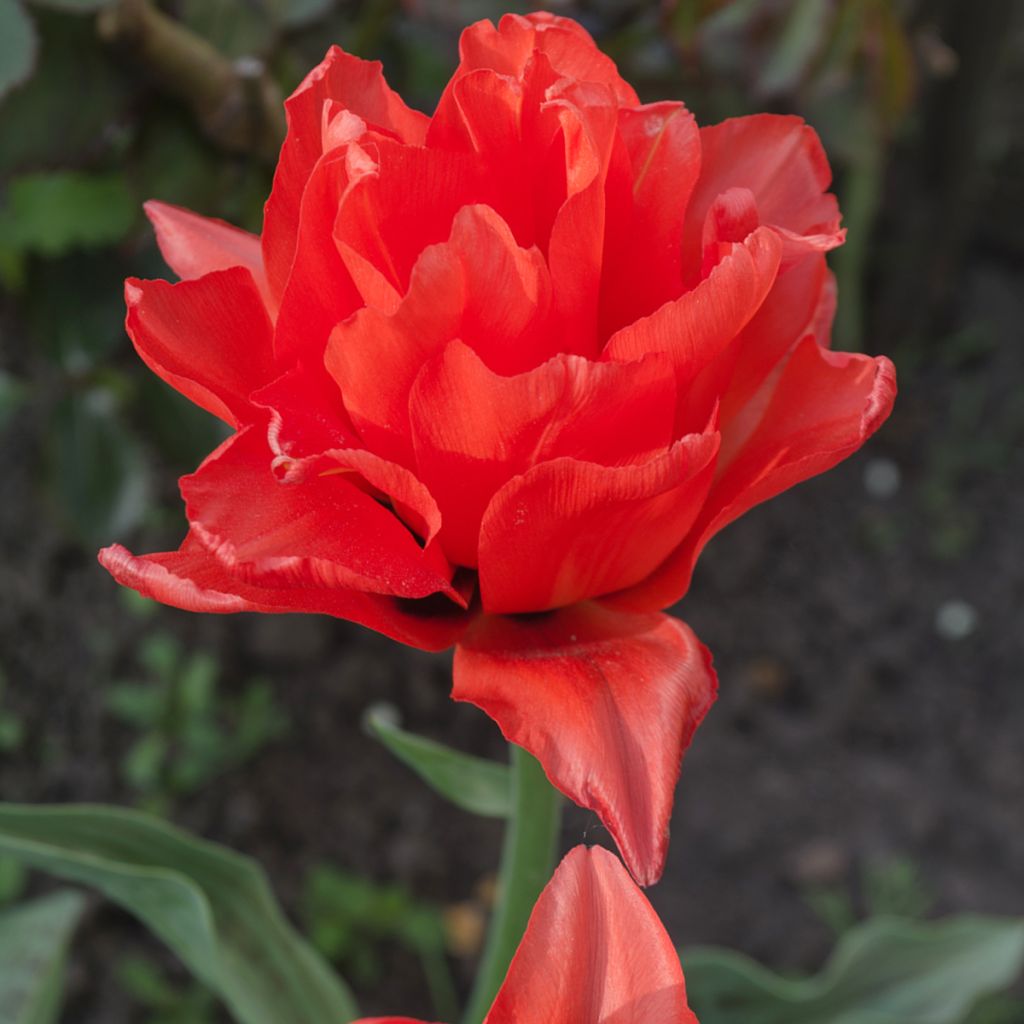 Späte Gefüllte Tulpe Red Princess