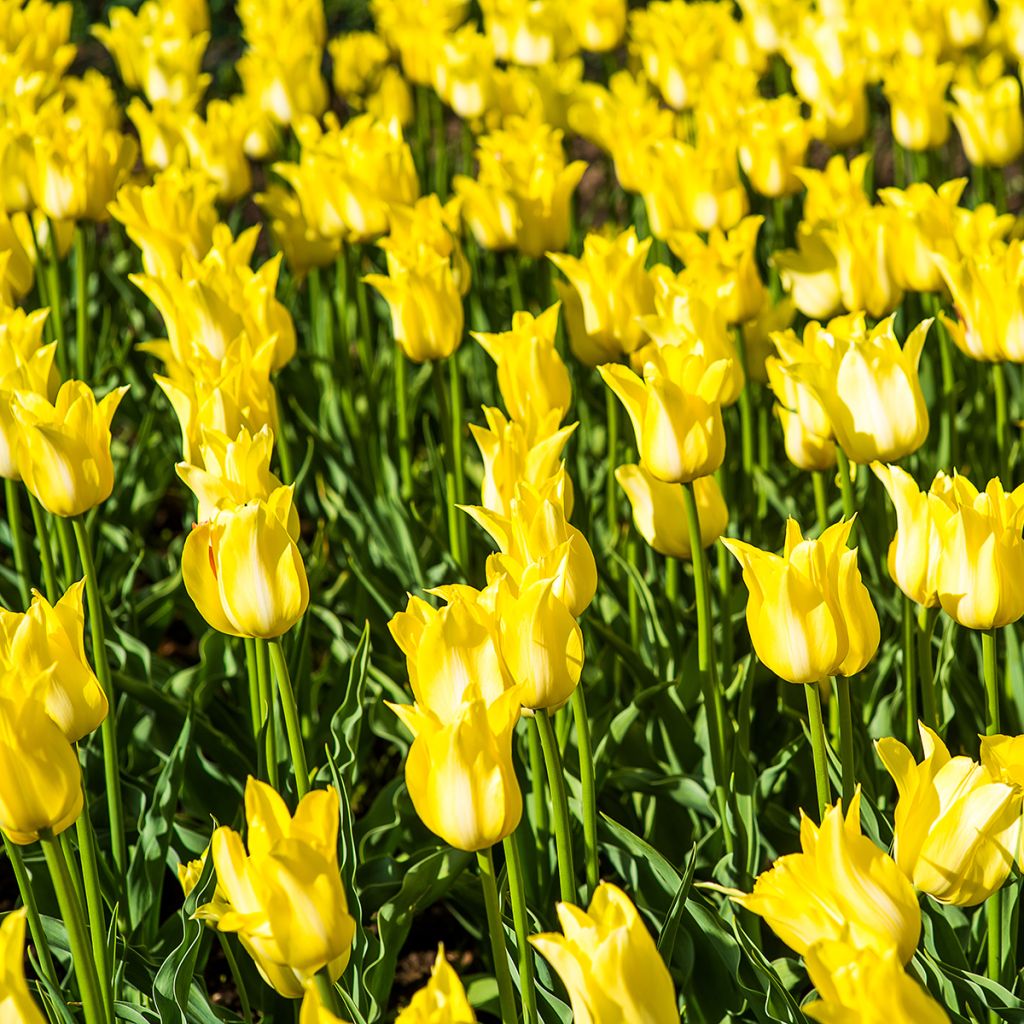 Lilienblütige Tulpe Ballade Gold