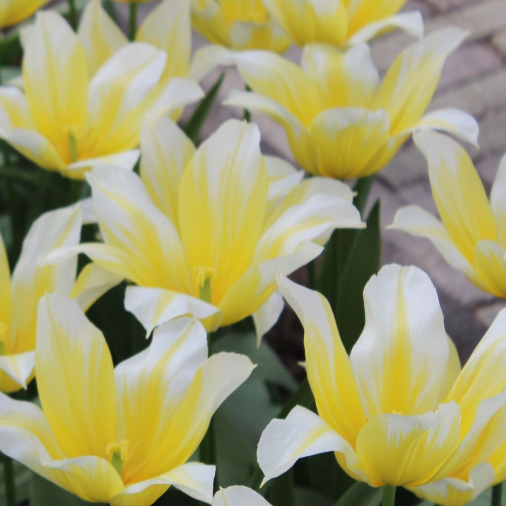 Tulipe fleur de lis Budlight