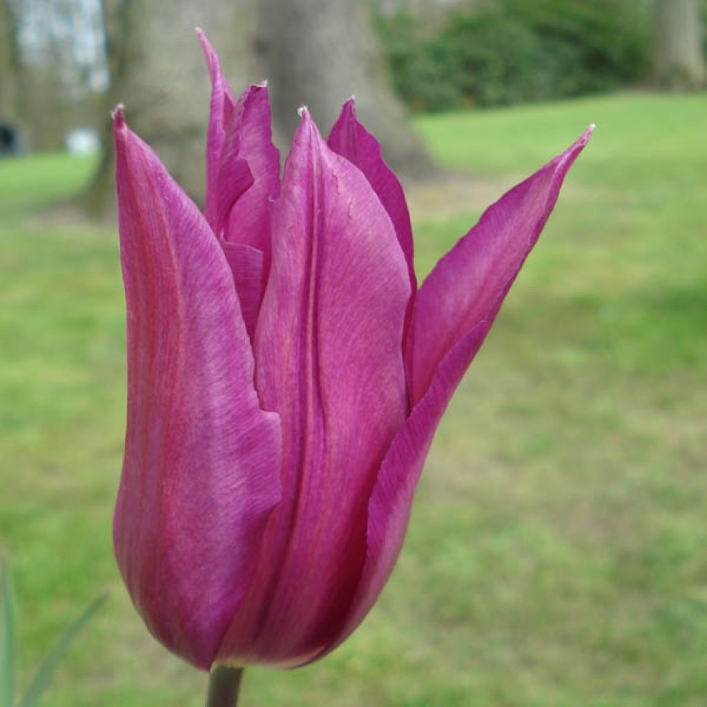 Lilienblütige Tulpe Burgundy