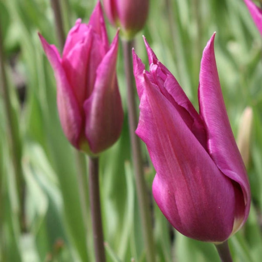 Tulipe Fleur de Lis Burgundy