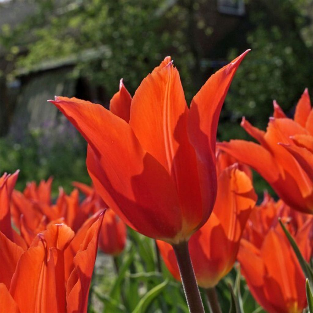 Lilienblütige Tulpe Dutch Dancer