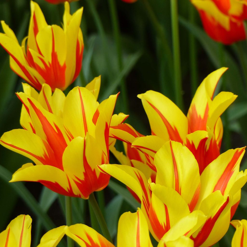 Lilienblütige Tulpe Fire Wings