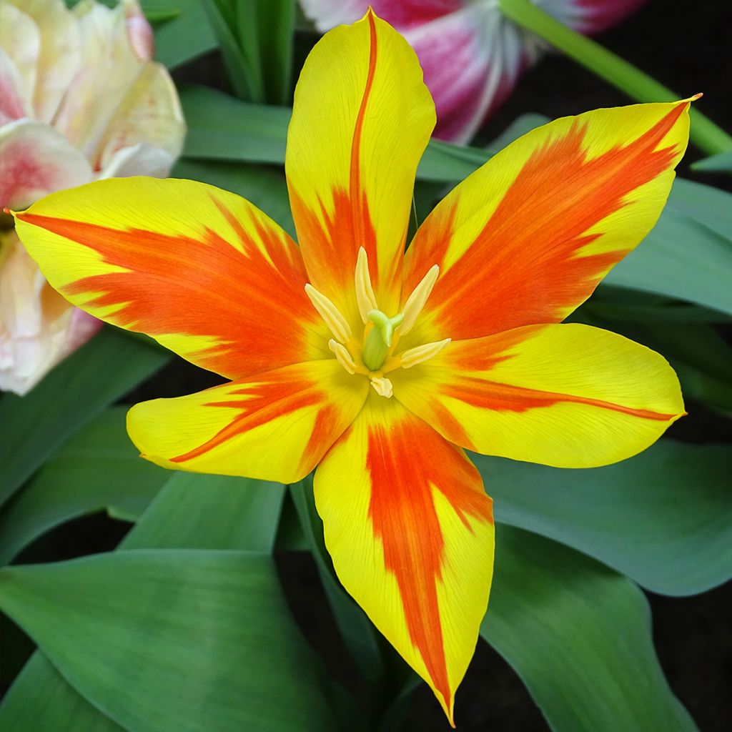 Lilienblütige Tulpe Fire Wings