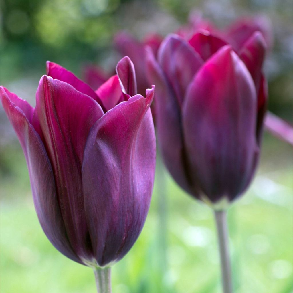 Lilienblütige Tulpe Merlot