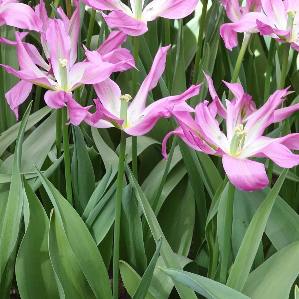 Lilienblütige Tulpe Purple Dance