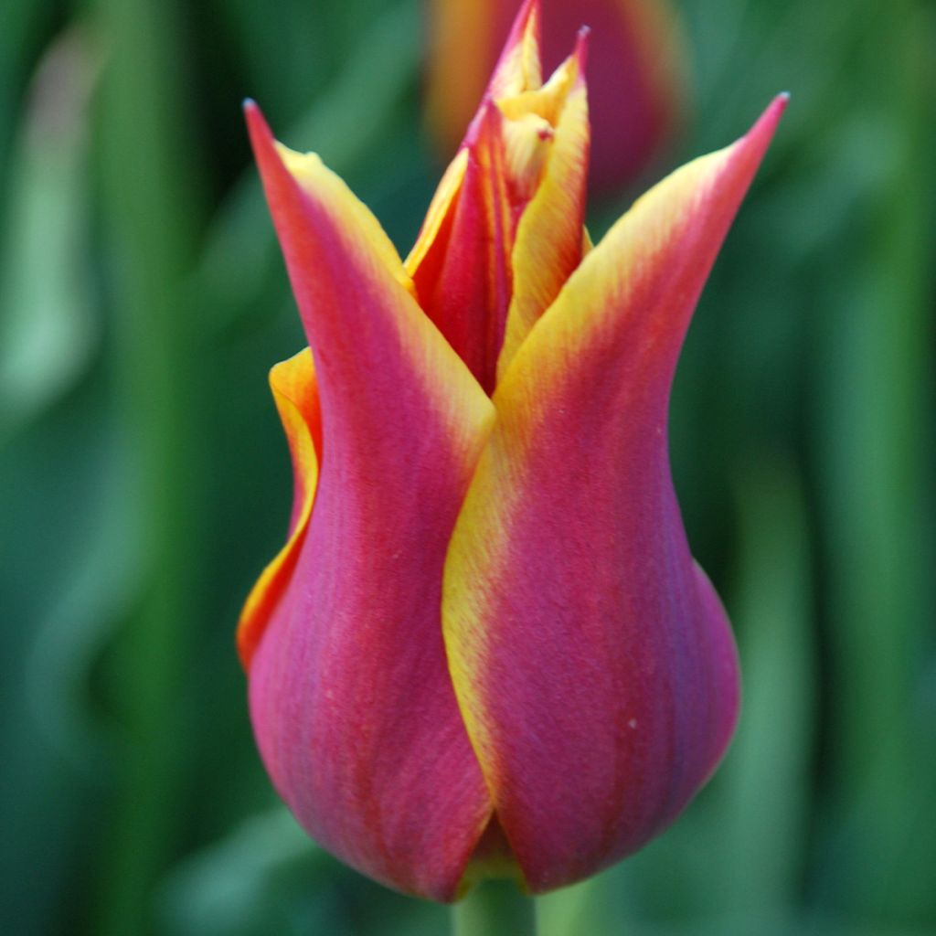 Lilienblütige Tulpe Sonnet