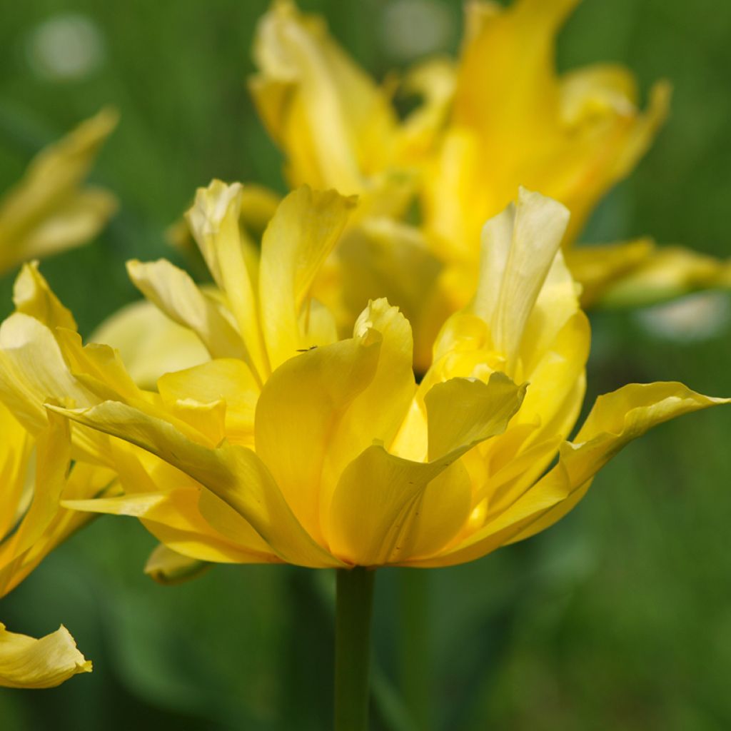 Lilienblütige Tulpe Yellow Spider