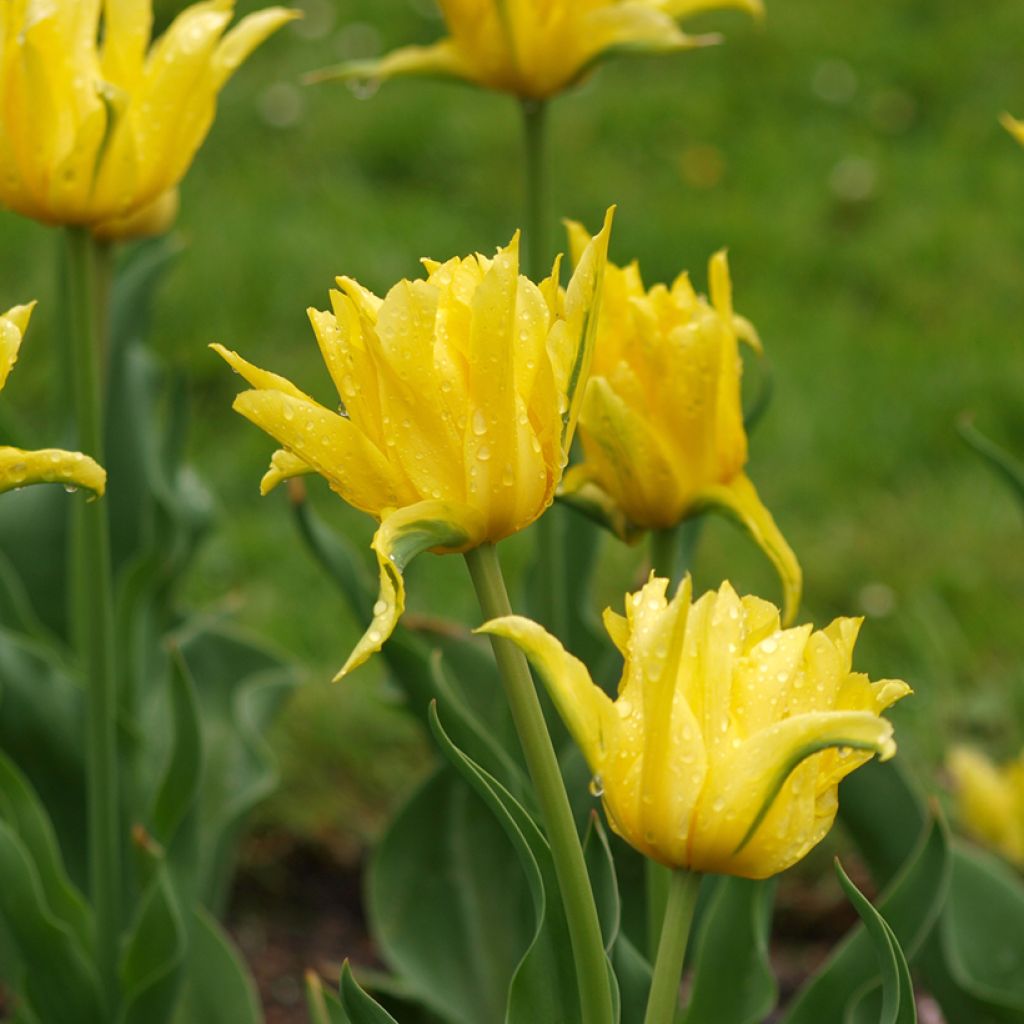 Lilienblütige Tulpe Yellow Spider