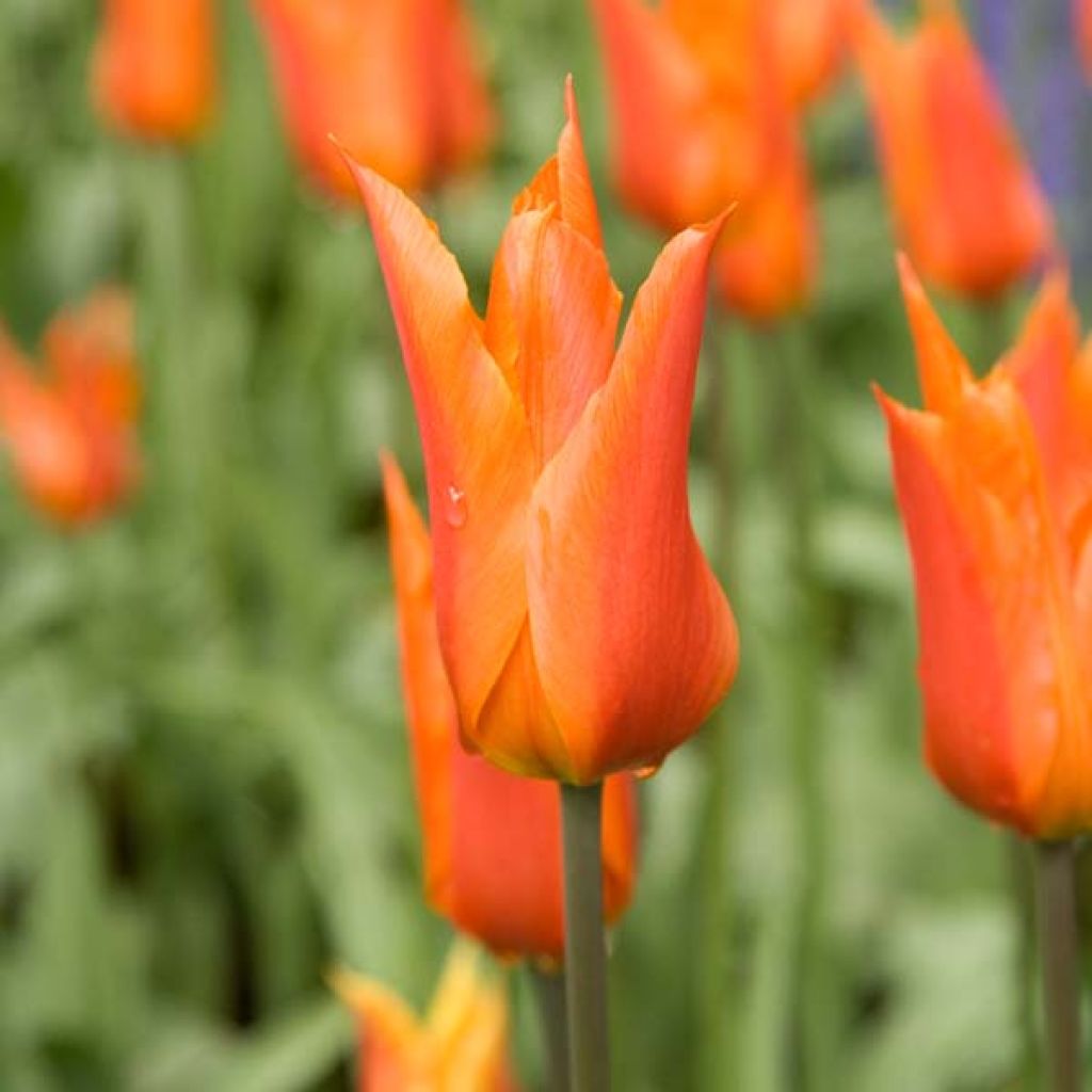 Lilienblütige Tulpe Ballerina