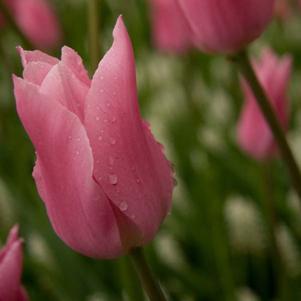 Lilienblütige Tulpe China Pink