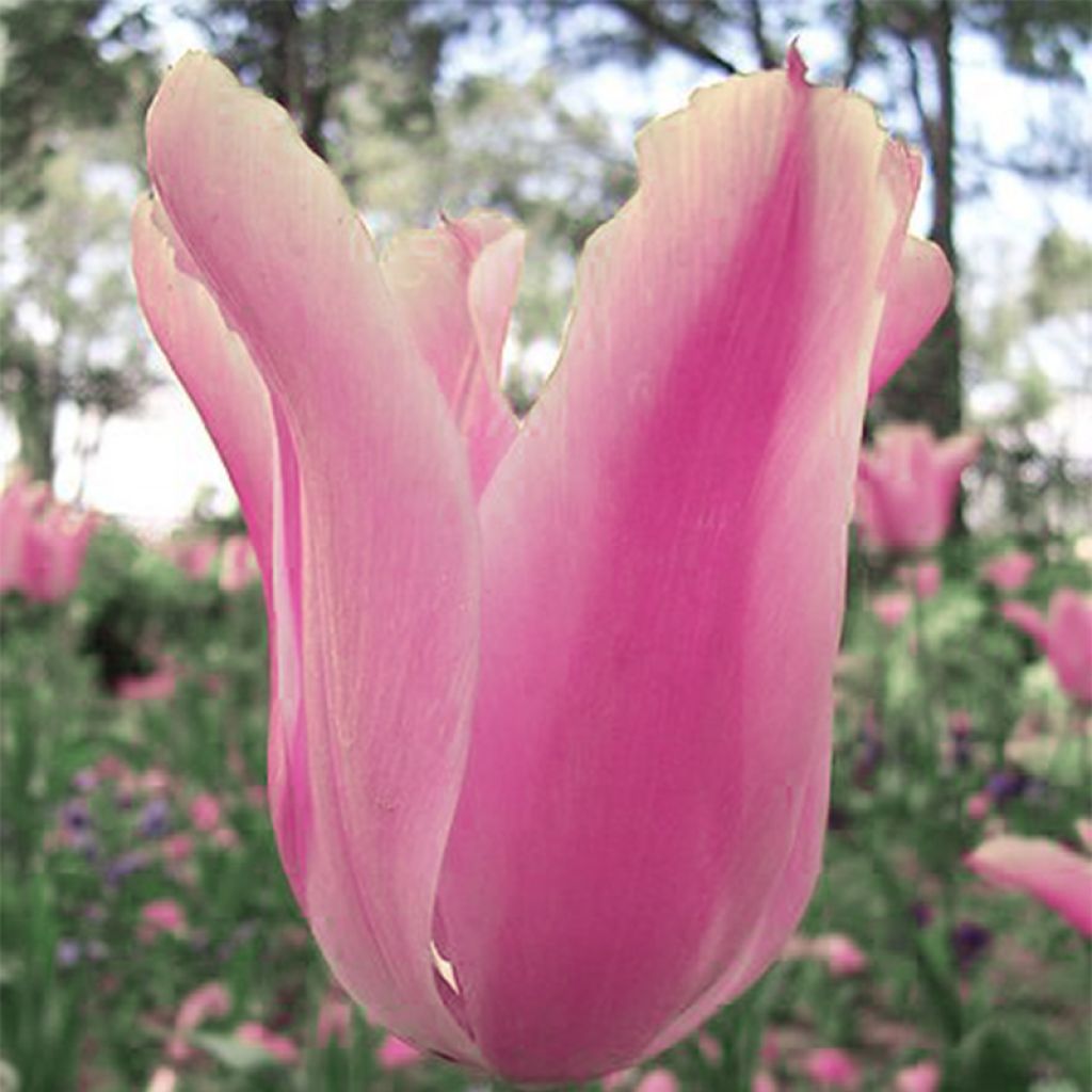 Tulipa fosteriana Albert Heijn