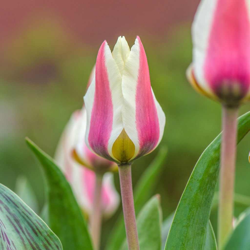 Tulipe fosteriana Border Legend