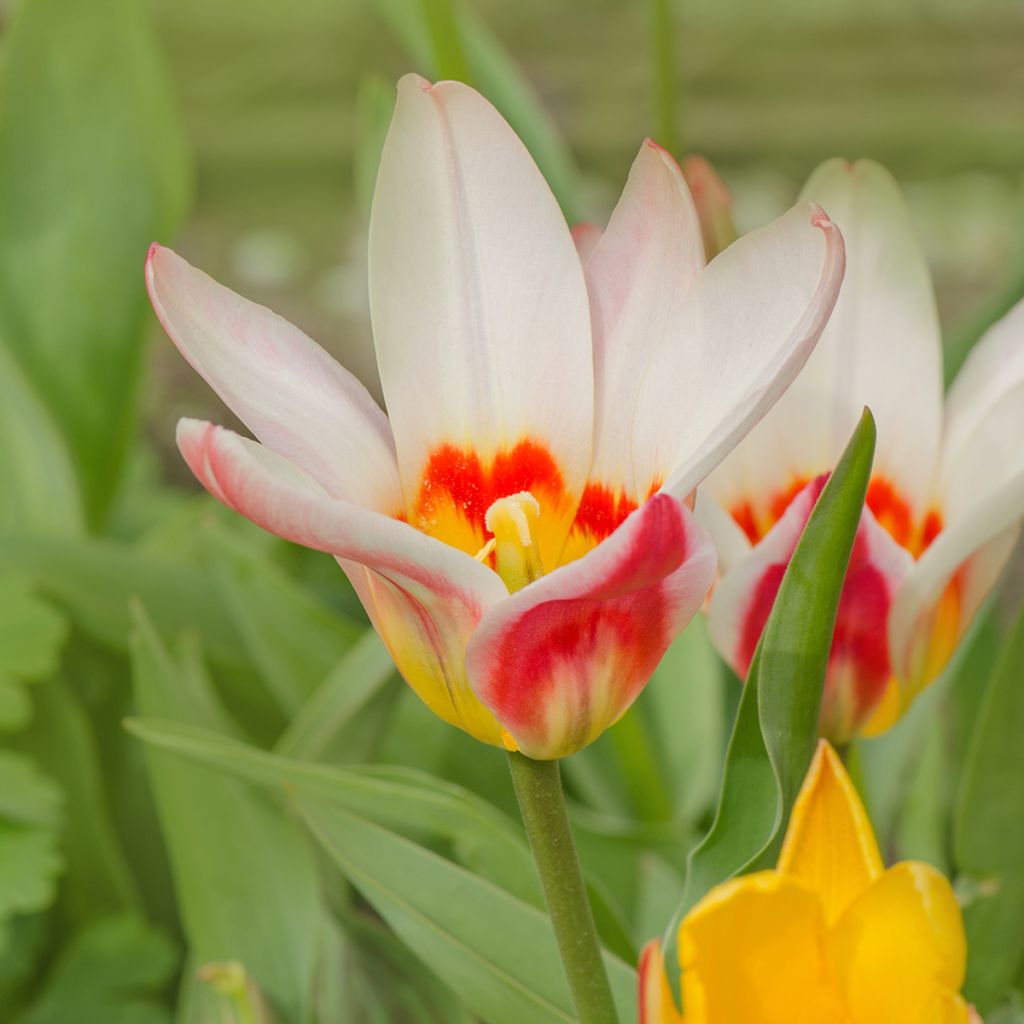 Tulipa fosteriana Border Legend