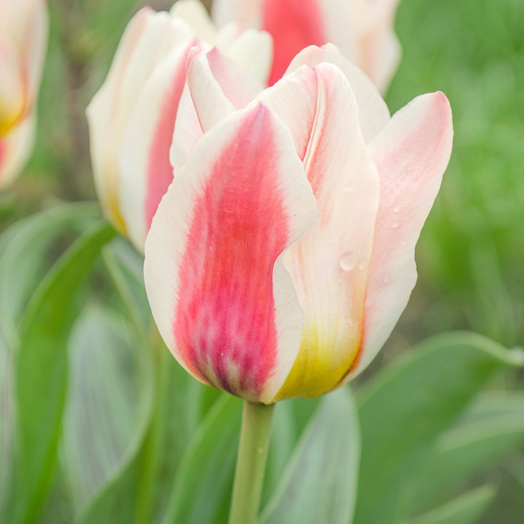 Tulipa fosteriana Border Legend