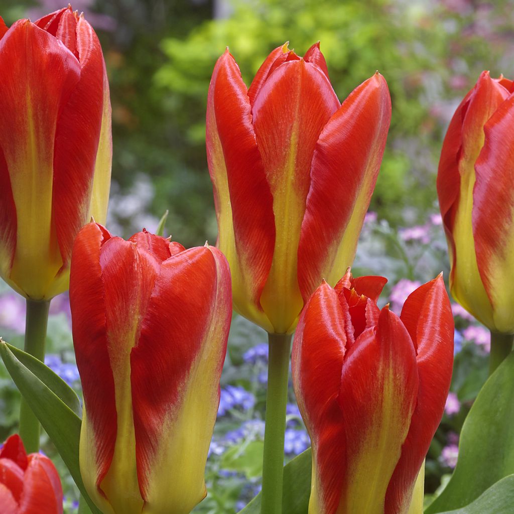 Tulipa fosteriana Candela Festival