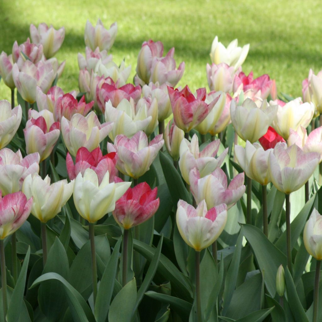 Tulipa fosteriana Flaming Purissima