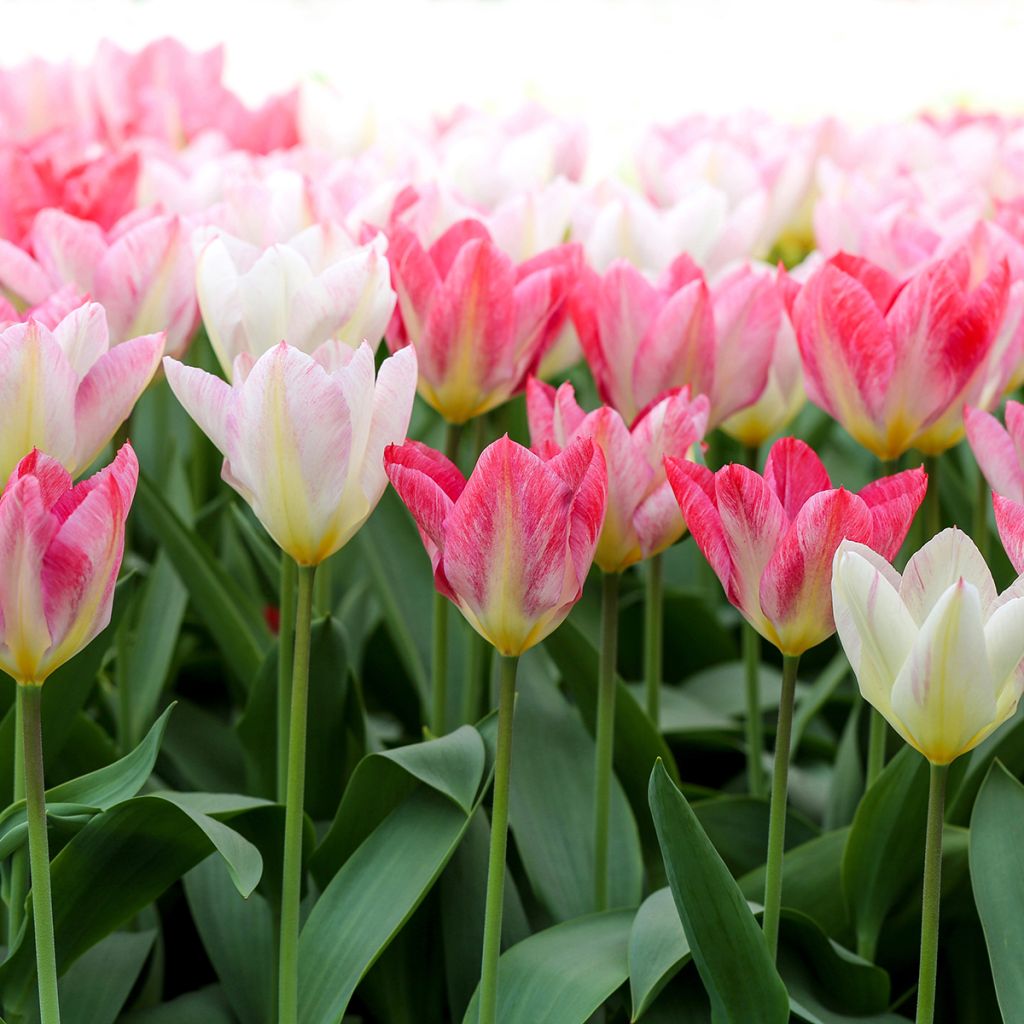 Tulipa fosteriana Flaming Purissima