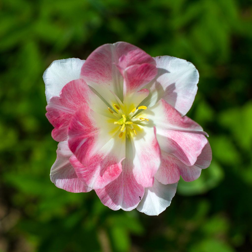 Tulipa fosteriana Flaming Purissima