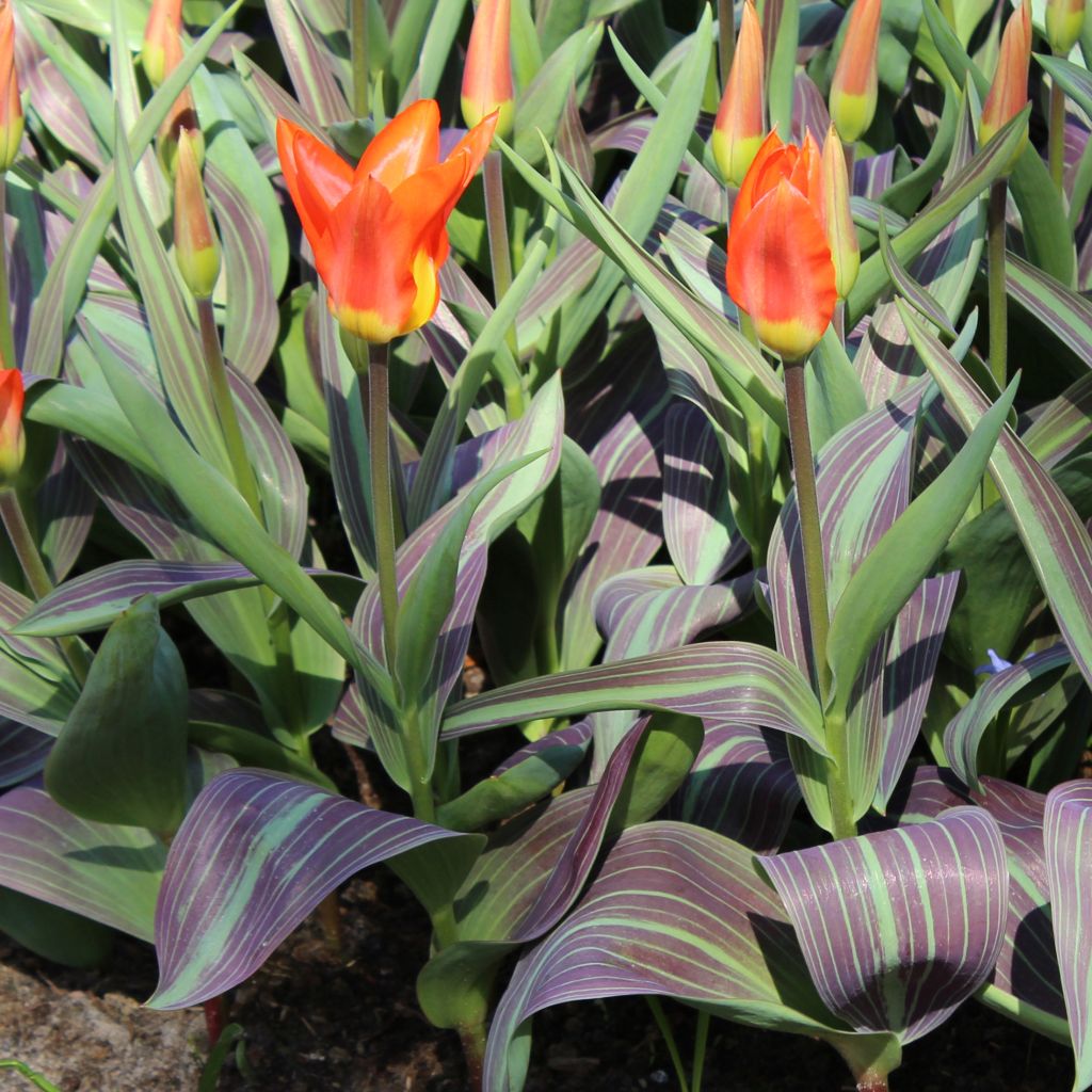 Tulipa fosteriana Juan