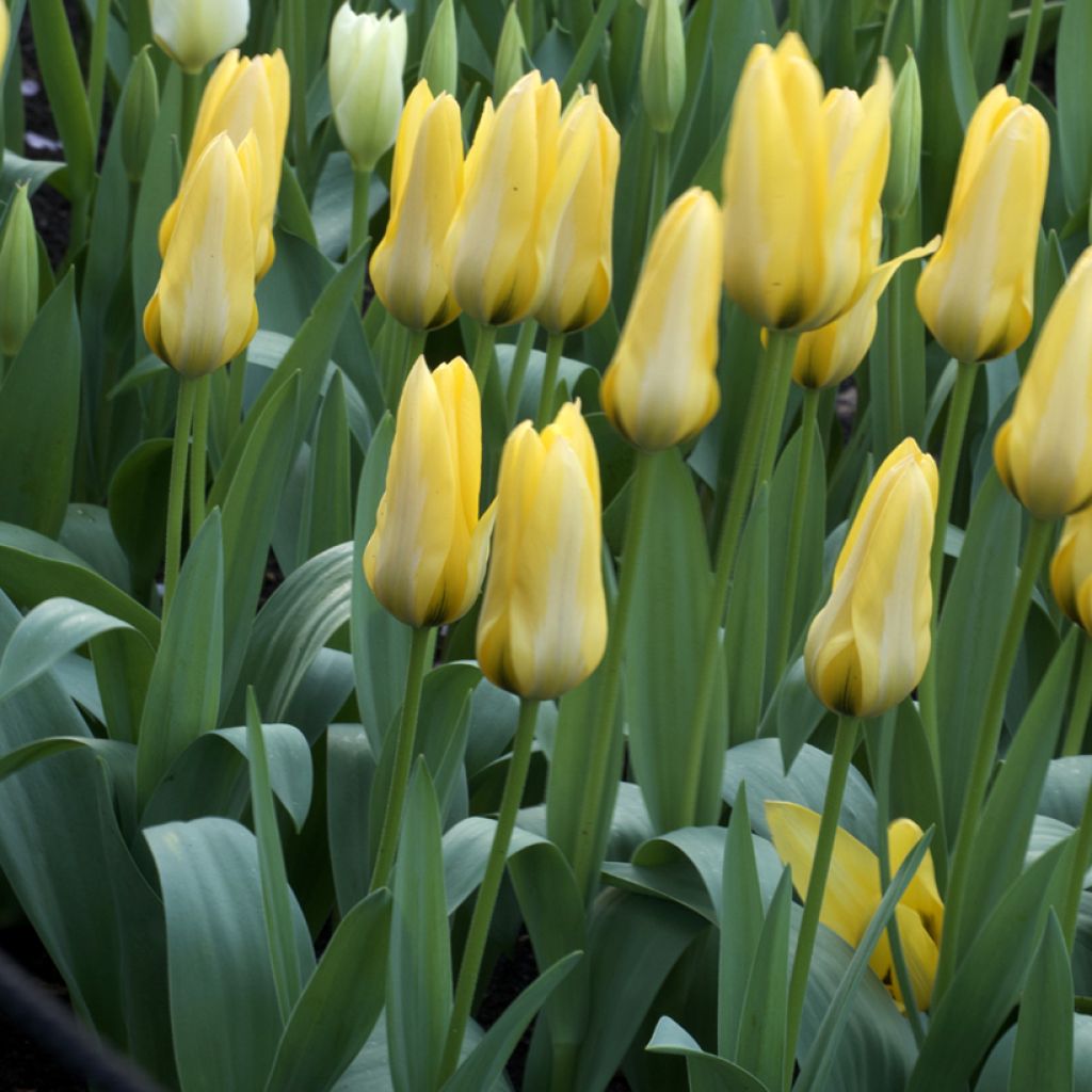 Tulipa fosteriana Partitura