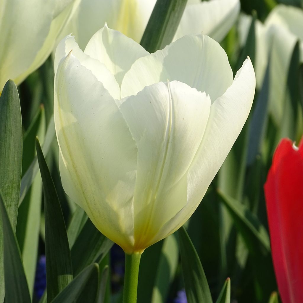 Tulipa fosteriana Purissima