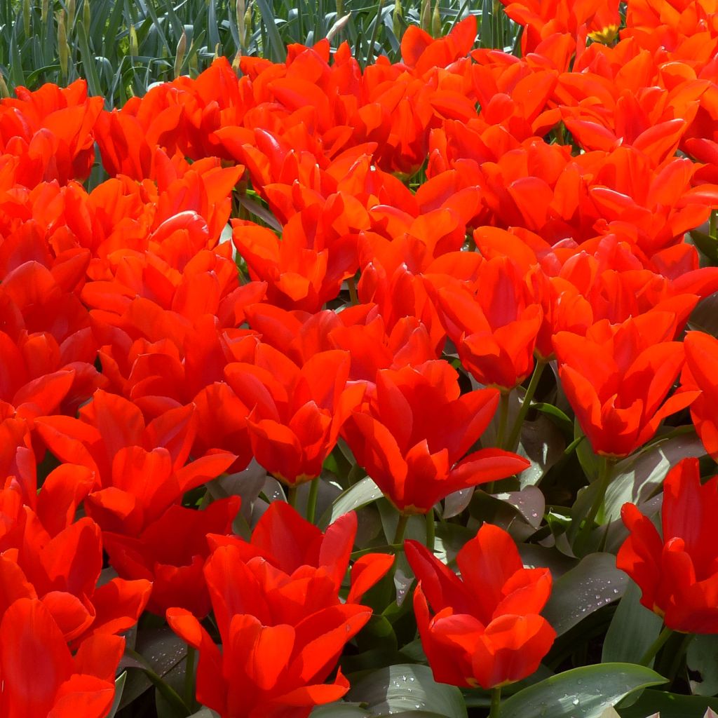 Tulipa fosteriana Red Emperor