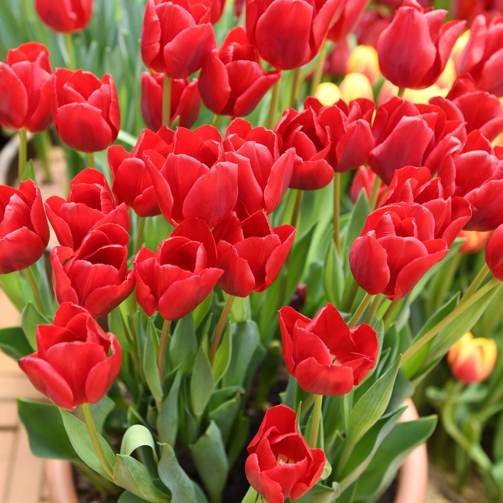 Tulipa fosteriana Red Emperor