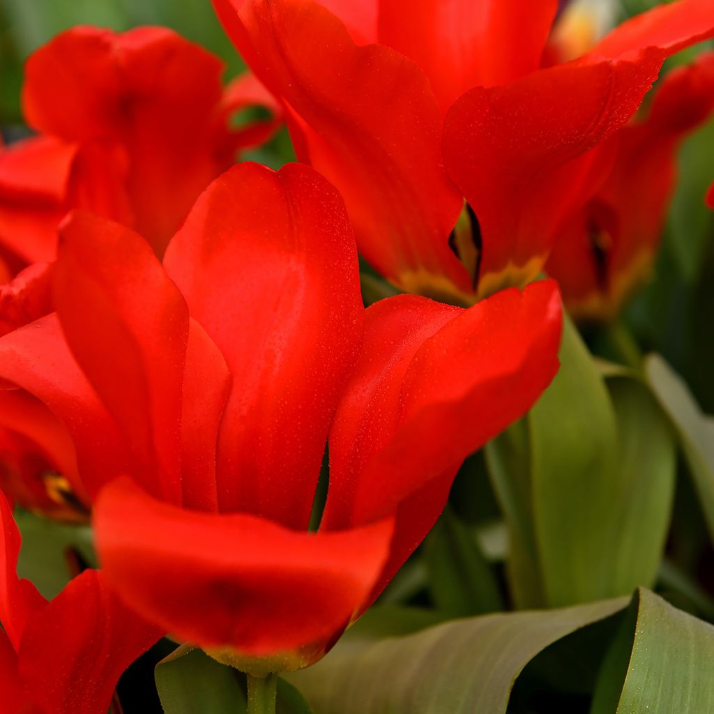 Tulipa fosteriana Red Emperor