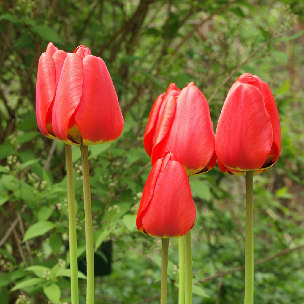 Tulipa fosteriana Red Emperor