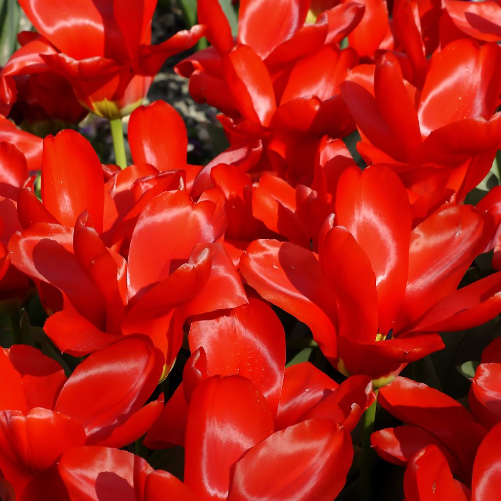 Tulipa fosteriana Red Emperor