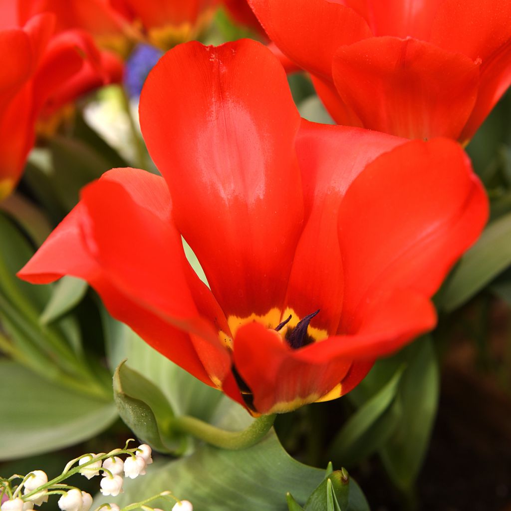 Tulipa fosteriana Red Emperor