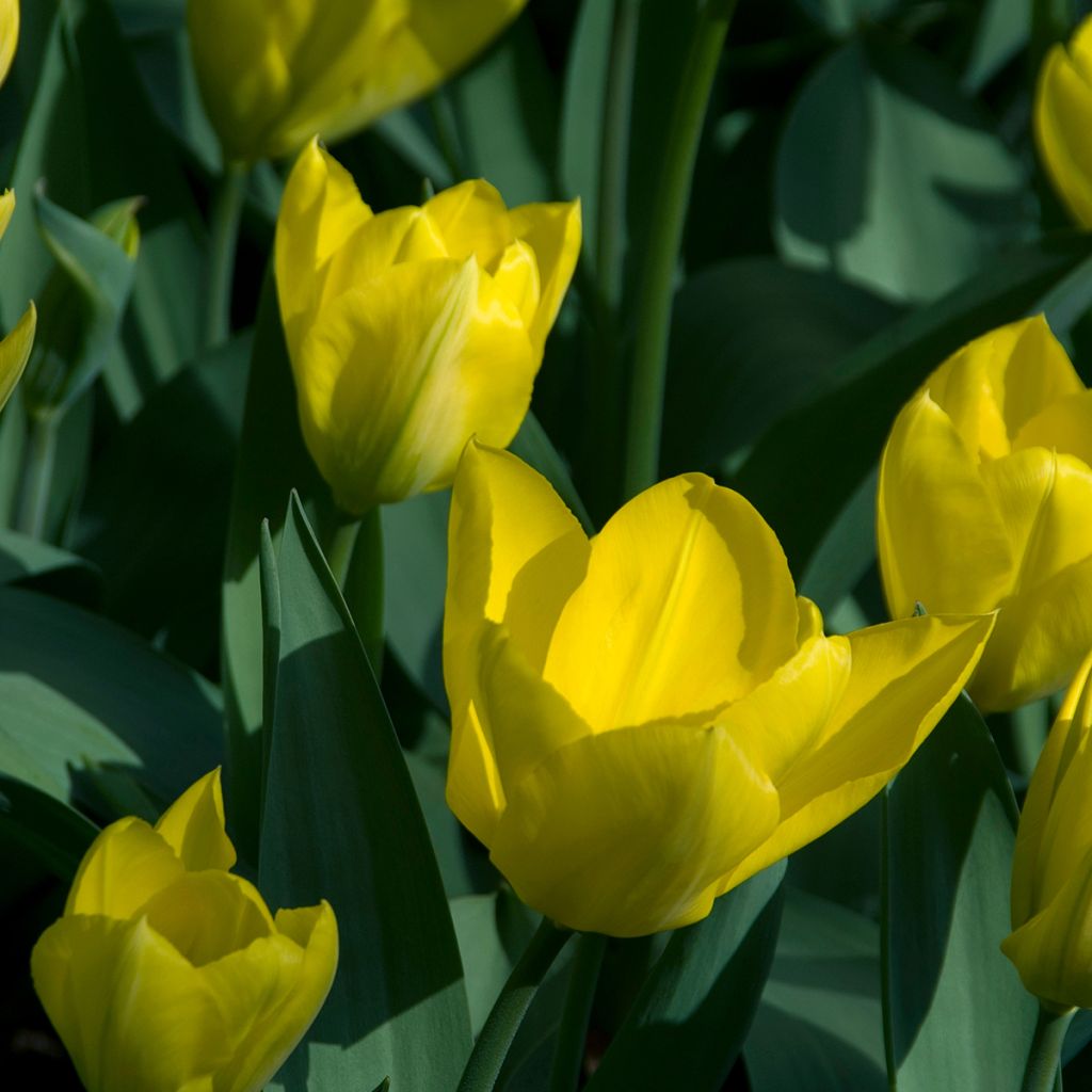 Tulipa fosteriana Yellow Purissima