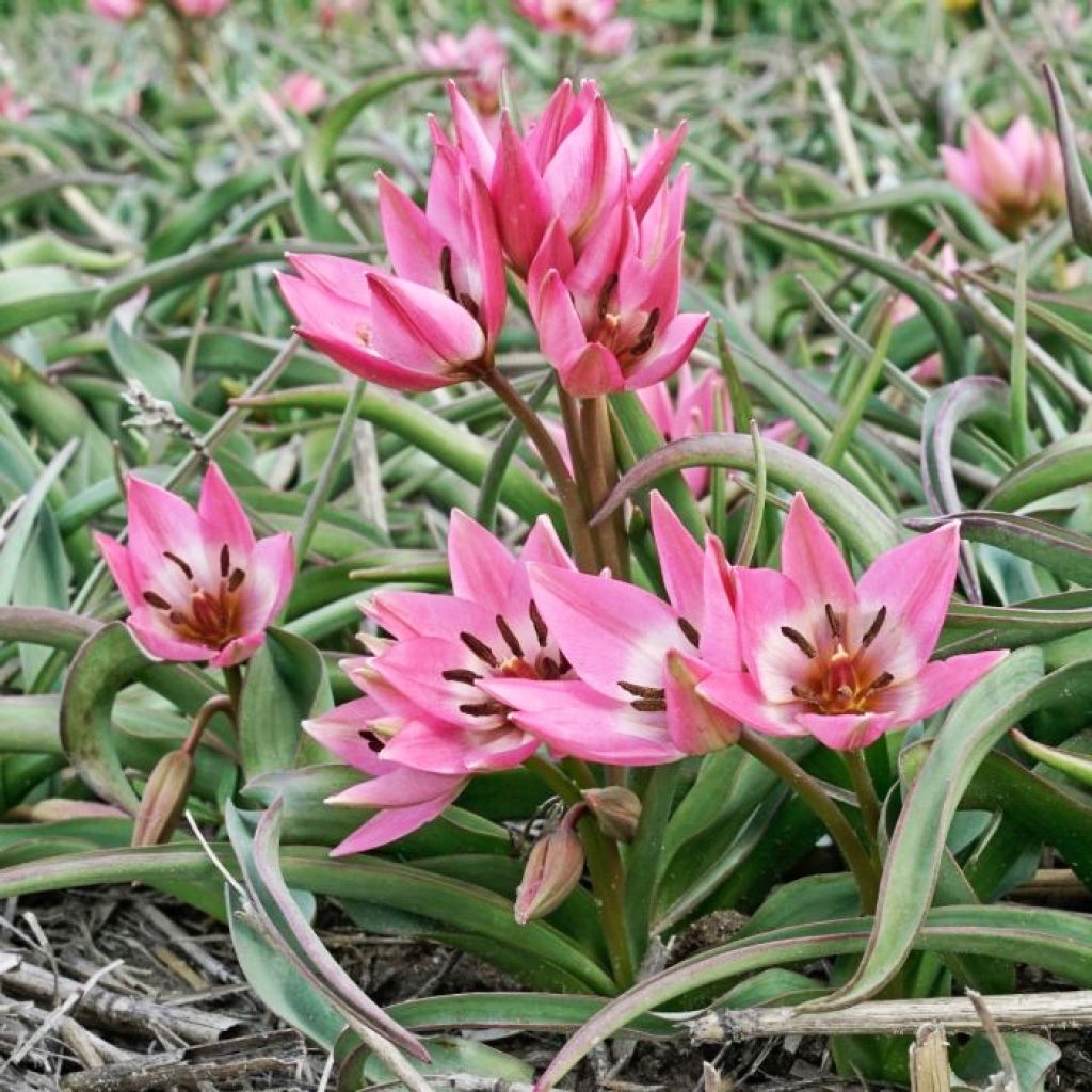 Tulipa fosteriana Garden of Clusius