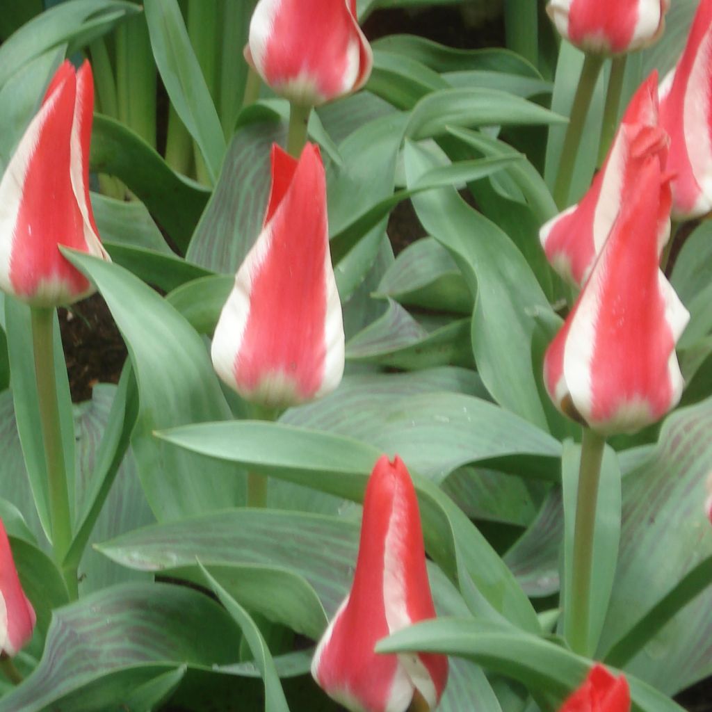 Tulipa greigii Pinocchio