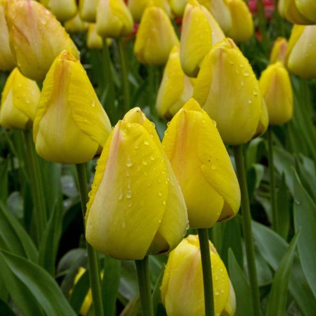 Tulipa greigii Lemon Giant