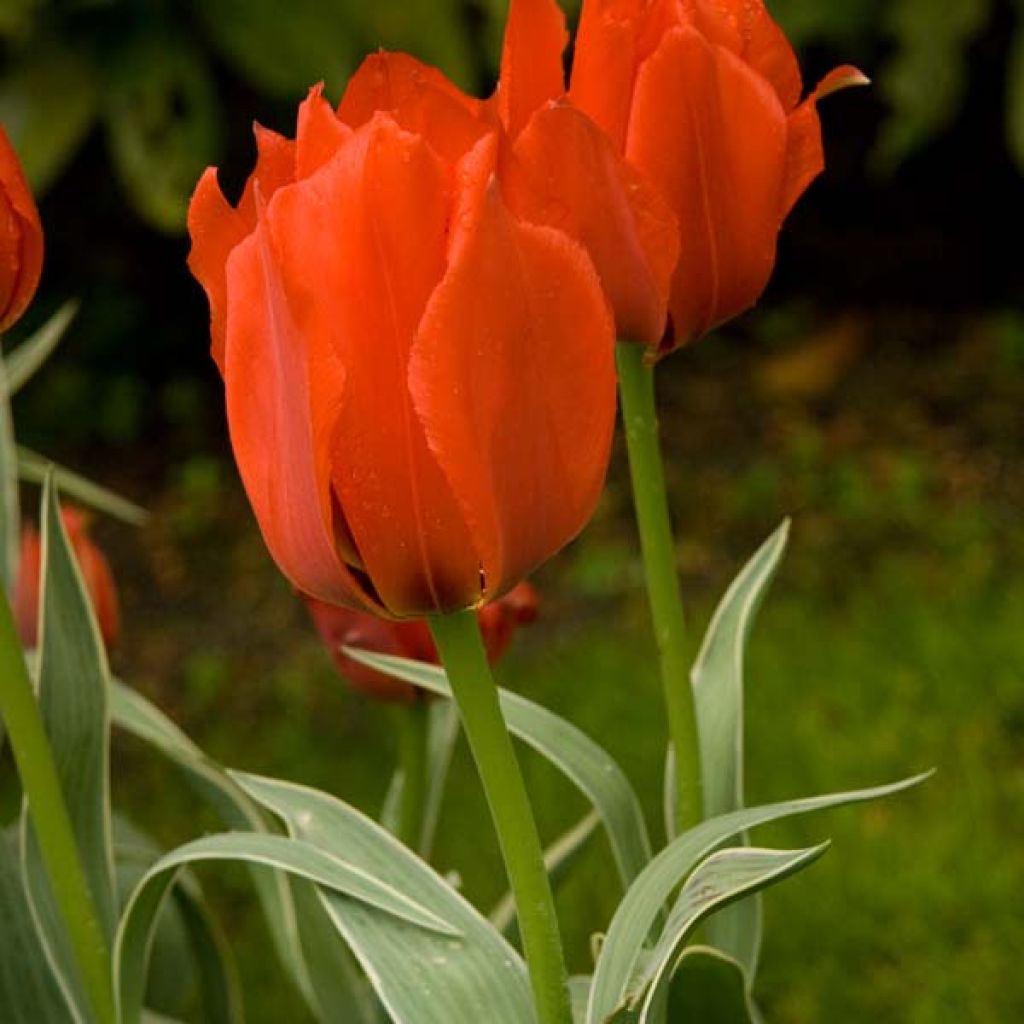 Tulipe botanique greigii Rob Verlinden*