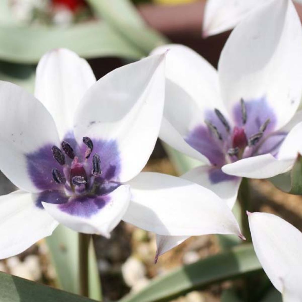 Tulipe Botanique humilis Albo.Oculata