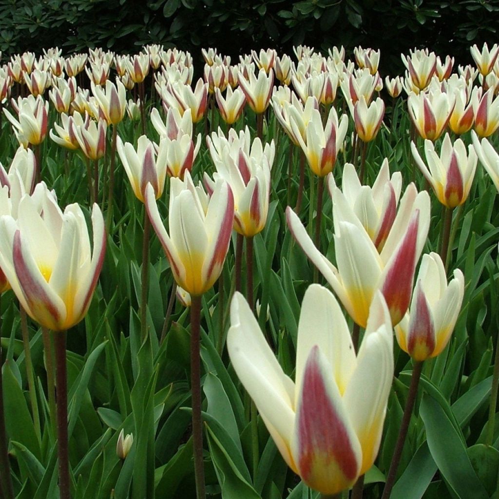 Seerosen-Tulpe Ice Stick