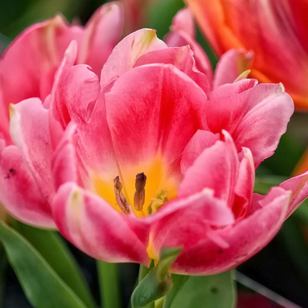 Frühe Gefüllte Tulpe Peach Blossom