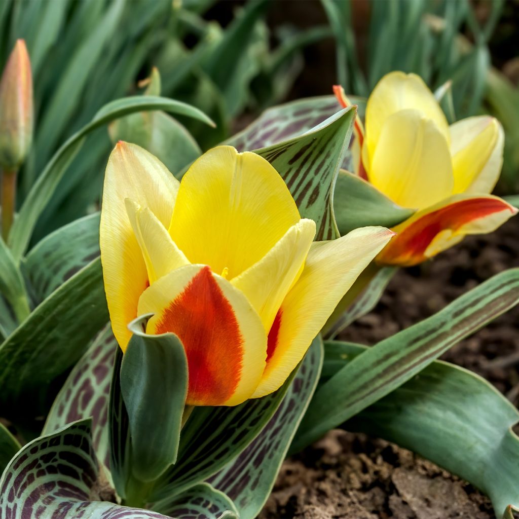 Tulipa greigii Mélodie d'amour