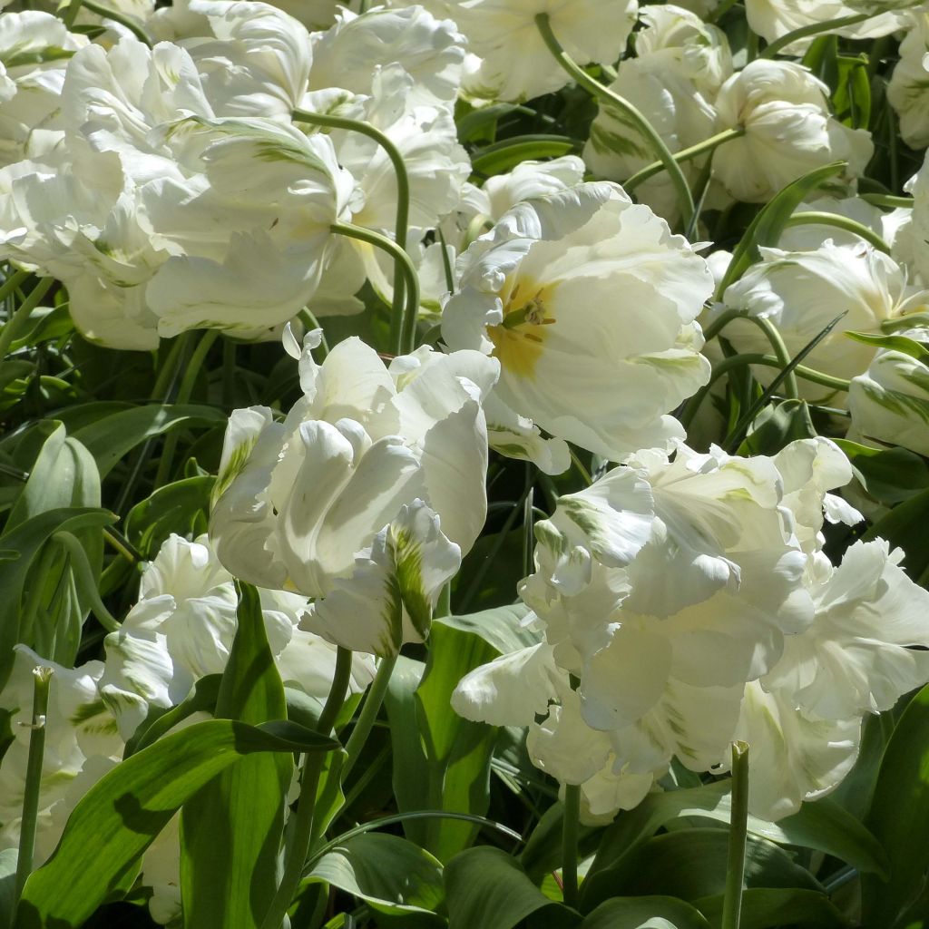 Papageien-Tulpe Madonna