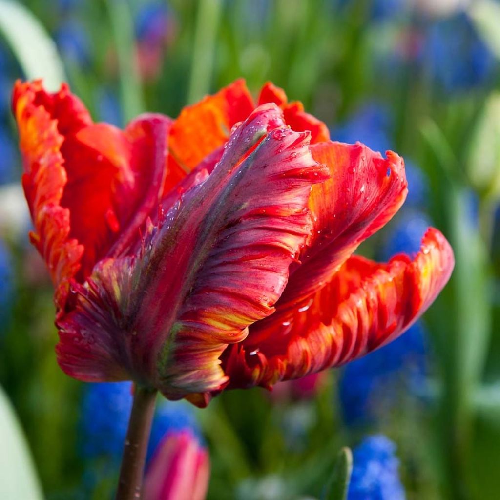 Papageien-Tulpe Rasta Parrot