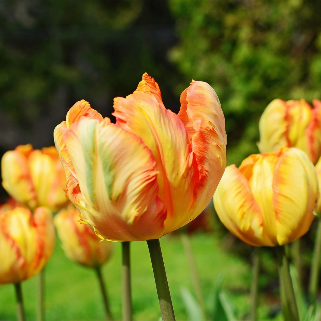 Papageien-Tulpe Comet