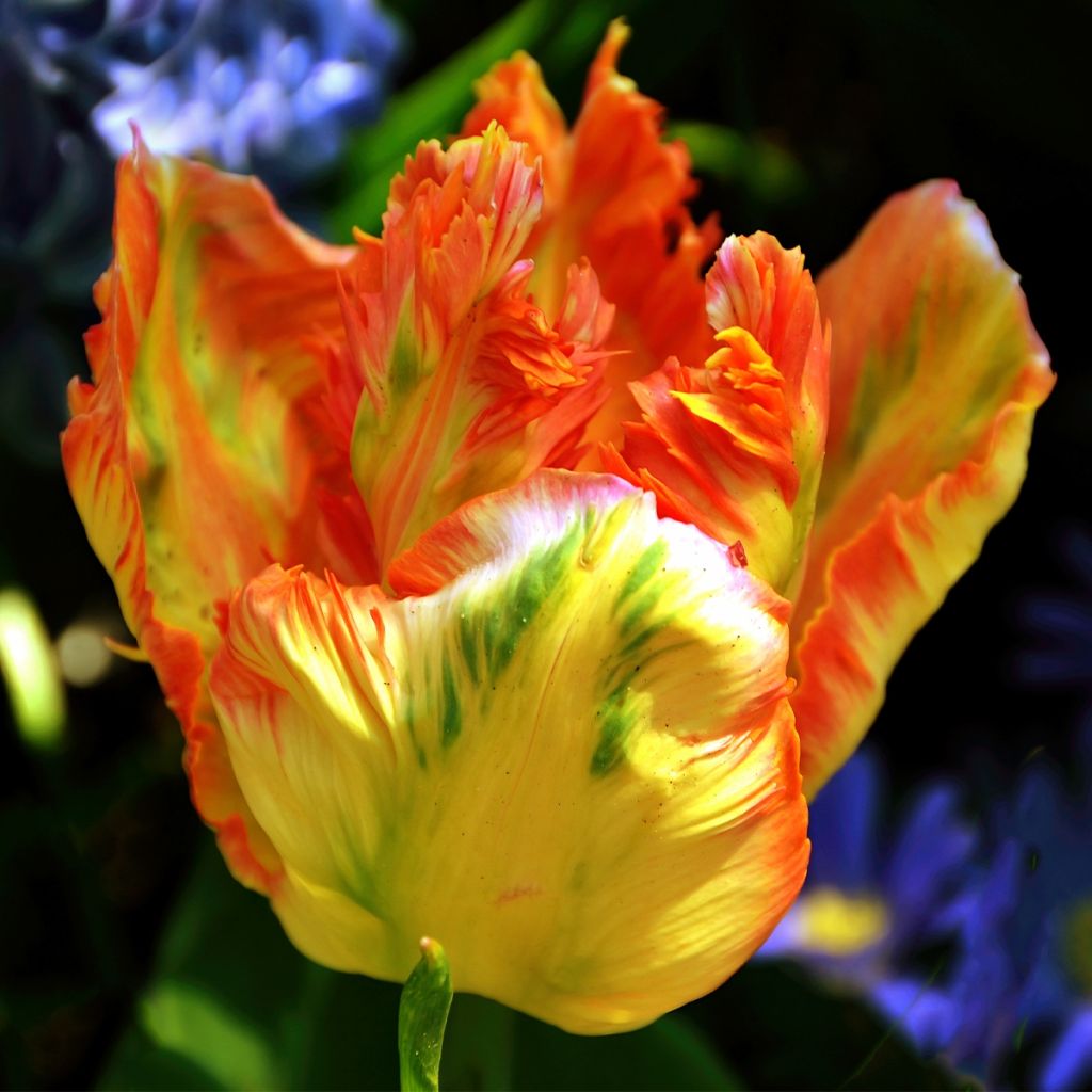 Tulipe Perroquet Comet