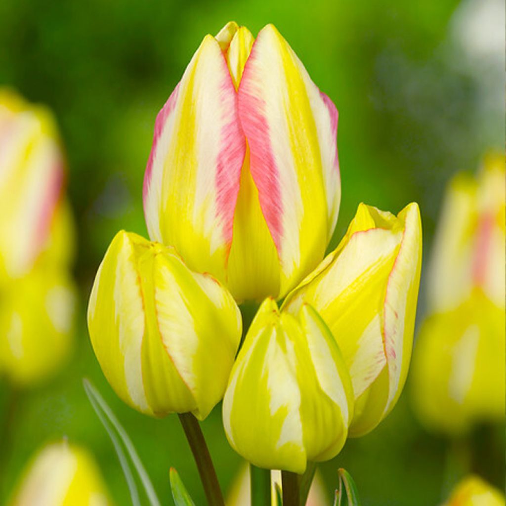 Tulipe pluriflore Antoinette