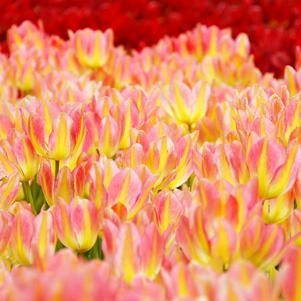 Tulipe pluriflore Antoinette