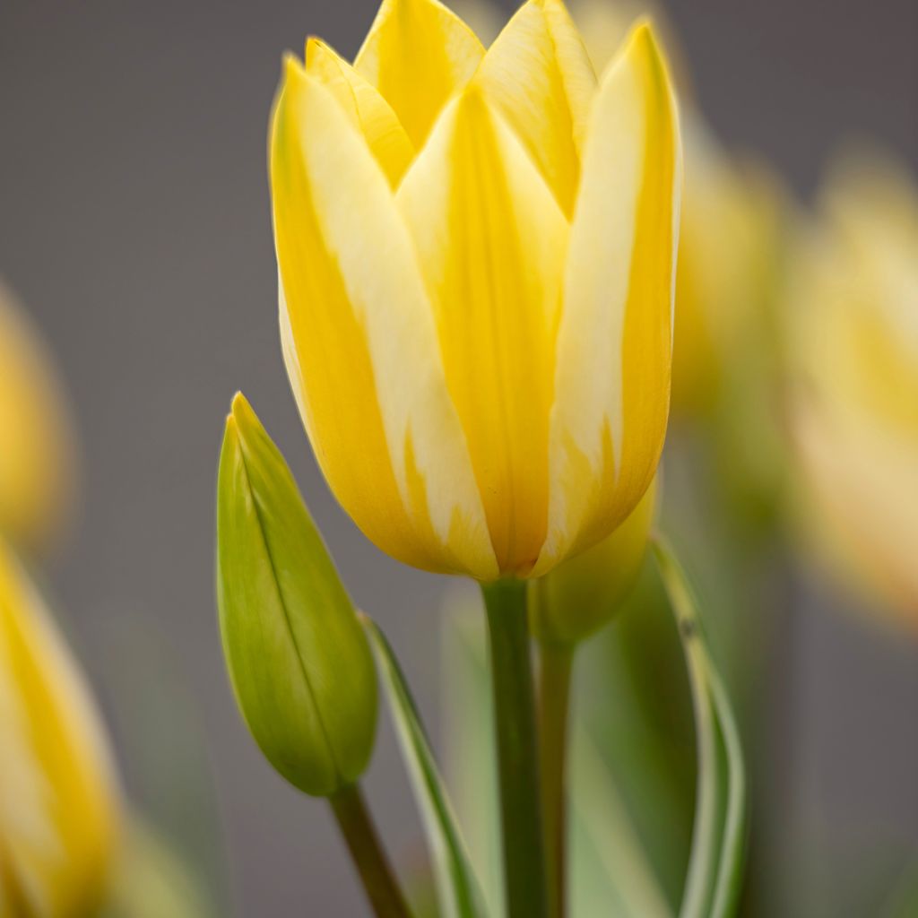 Mehrblütige Tulpe Antoinette