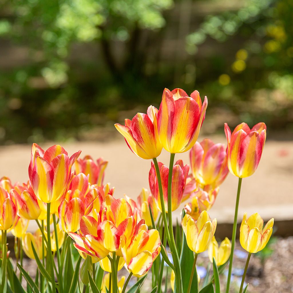 Mehrblütige Tulpe Antoinette